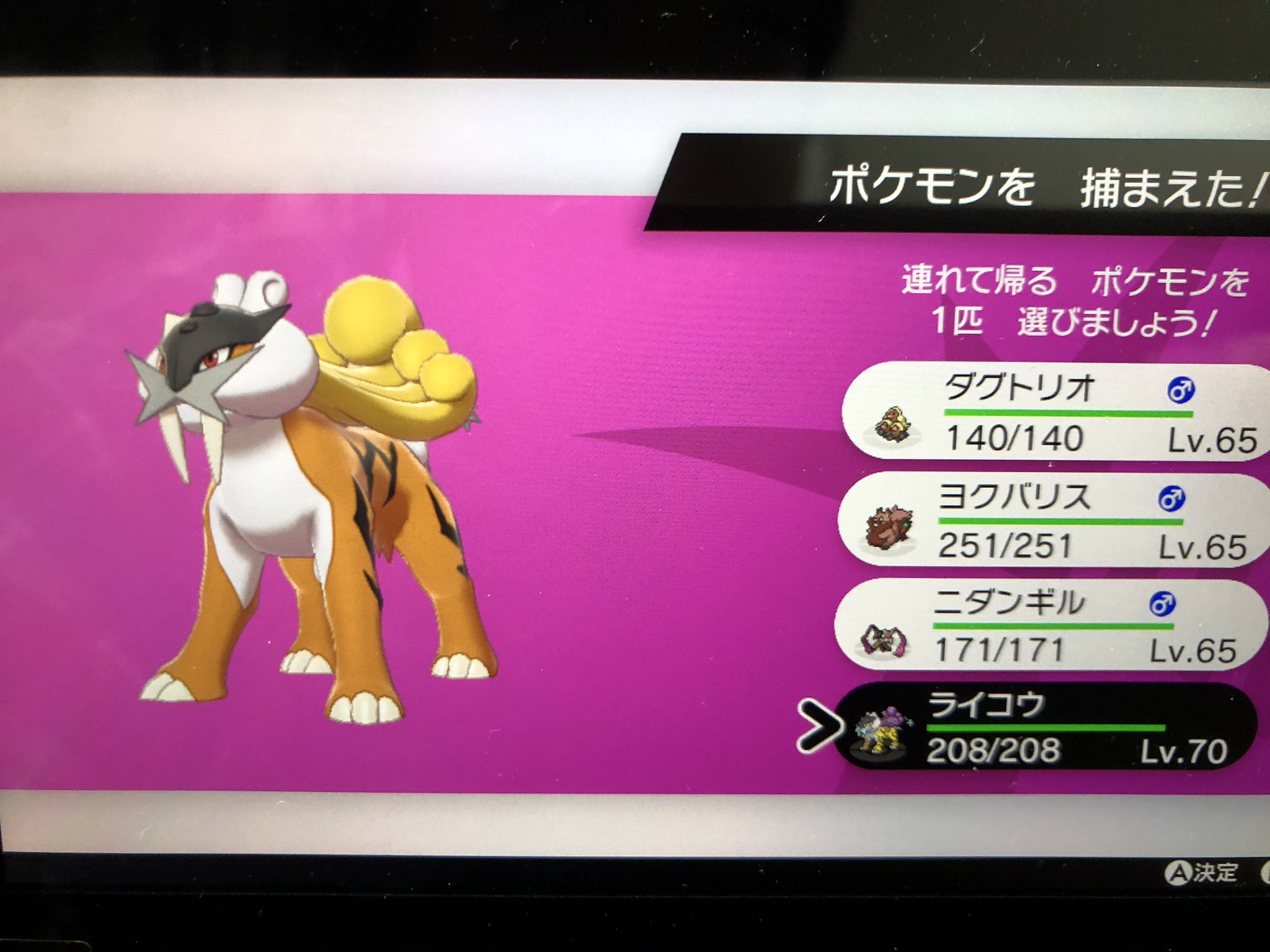 K スピードボール色違いライコウgetだぜ ポケモン剣盾 ポケモンソードシールド 色違い T Co Fcfyajtd5r Twitter