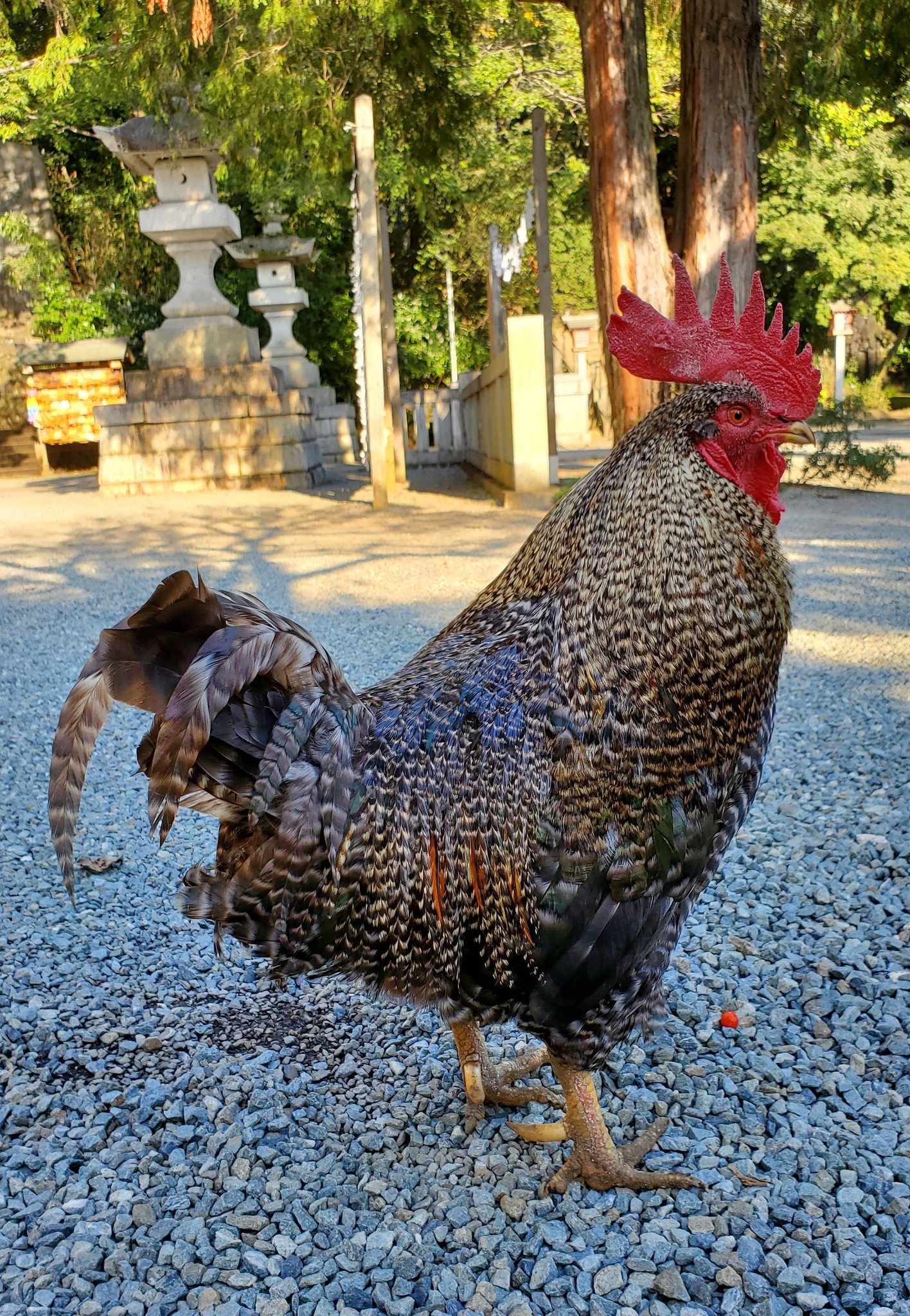 コッコ オセロの里親 募集致します 雄鶏 ３才半くらい ３年前に遺棄されました 人にとても馴れています 家族として最期まで大切にしてくださる方 ご連絡お待ちしております フォロワーの皆様 リツイート宜しくお願い致します 里親募集