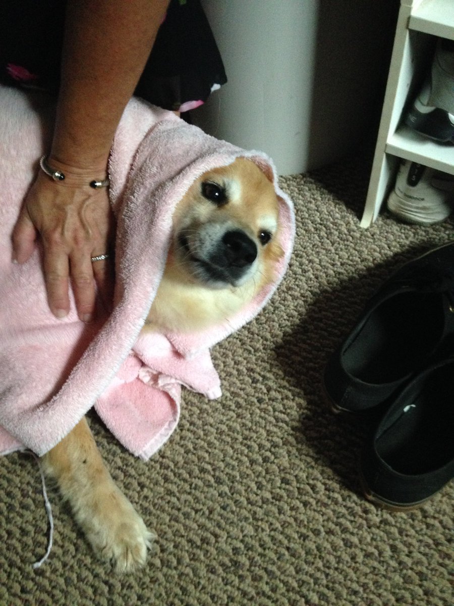 Tommy_Michaels3's tweet photo. Rest In Peace to the sweetest girl you could ever ask for. I know you’re rolling around in doggy heaven Shamrock! https://t.co/LRLzHBNB52