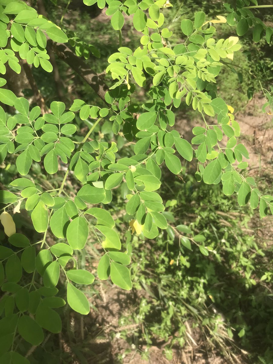 sanusey13's tweet photo. Moringa tree with seed https://t.co/y1ZzYI3ymf