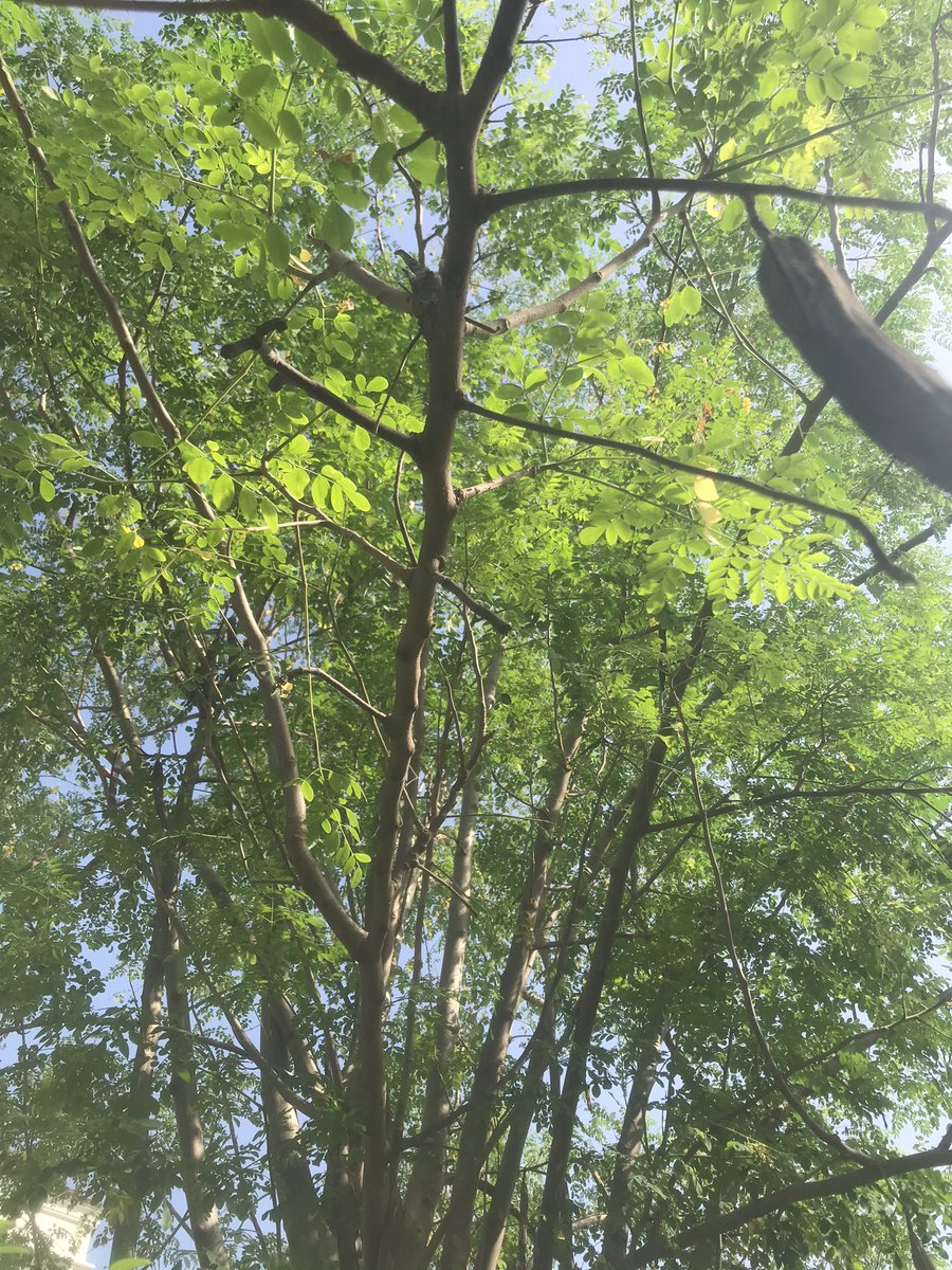 sanusey13's tweet photo. Moringa tree with seed https://t.co/y1ZzYI3ymf