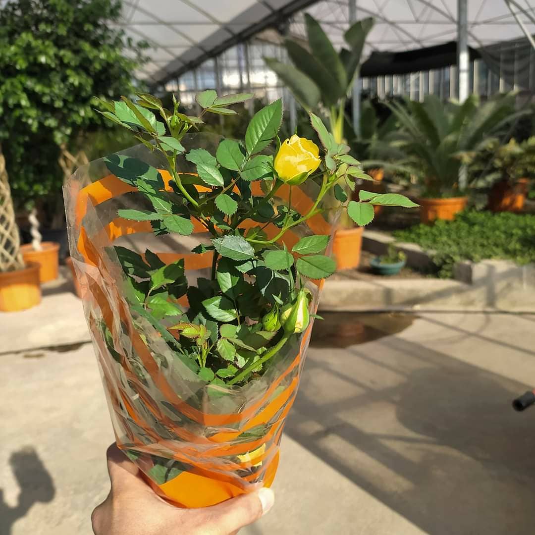 HasCicekFidan's tweet photo. mine gül
baby rose 
🌳🌳Has Çiçekçilik 🌳🌳
🍁🍁tüm arap ülkelerine ihracat🍁
Tel: 0 324 454 0442
Cep Tel: 0532 721 4211
#mersin #Turkey #fıdan #flowers #gül #ağaçlar #bahçe #سعودية #سوريا #تونس #تصدير #تركيا #امارات #كويت #قطر #عراق #شجر #الاردن #ليبيا #جزائر #مغرب #ورد https://t.co/qqxFhdcp2N