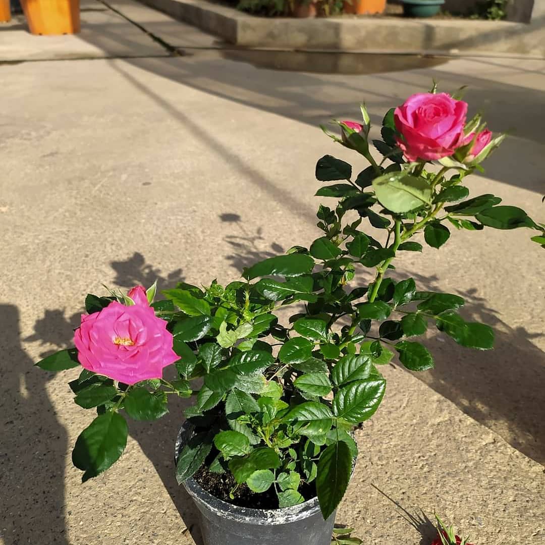 mine gül
baby rose 
🌳🌳Has Çiçekçilik 🌳🌳
🍁🍁tüm arap ülkelerine ihracat🍁
Tel: 0 324 454 0442
Cep Tel: 0532 721 4211
#mersin #Turkey #fıdan #flowers #gül #ağaçlar #bahçe #سعودية #سوريا #تونس #تصدير #تركيا #امارات #كويت #قطر #عراق #شجر #الاردن #ليبيا #جزائر #مغرب #ورد