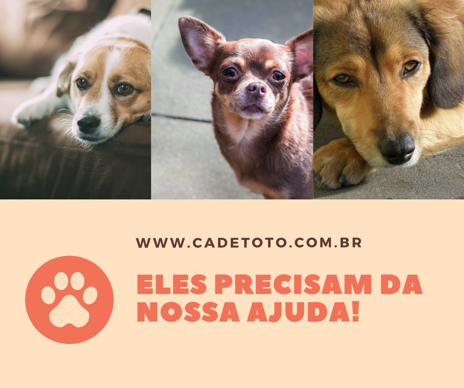 CadeToto's tweet photo. 👉https://t.co/dOgZ9dJ3uF

🌟Site gratuito para cadastrar o seu PET PERDIDO ou para ADOTAR um pet

⭐️Compartilhe esta informação para ajudar quem precisa https://t.co/4gTocc7sIO