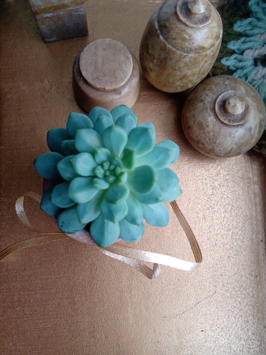 RevereEssence's tweet photo. Sedeveria 'Happy Plant' potted in Renaissance Unglazed Ceramic. My little homegrown beauty's available from https://t.co/0lFrR92sxY
Checkout our Insta for more beauty, hair care and lifestyle inspiration. 
@ real.aromatherapy https://t.co/qgWiIDbtuT