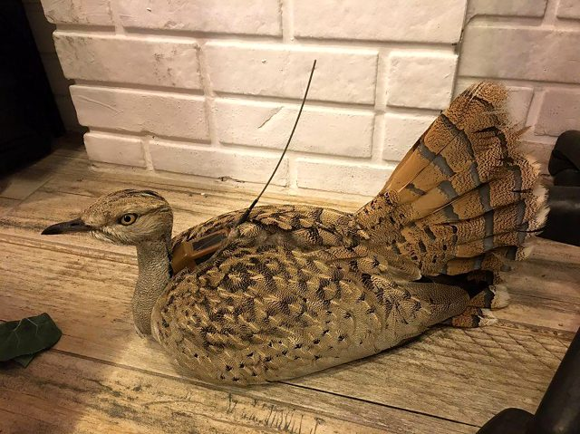 Anadolu'da nesli tükendiği düşünülen, 22 gün önce Trabzon'da yorgun halde bulunduktan sonra bakımı yapılarak doğaya salınan yakalı toy kuşu; Yozgat'ta vurulmuş halde ölü bulundu.