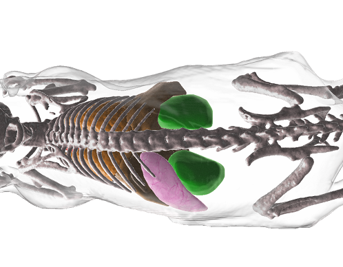 erturklab's tweet photo. We are very excited to share our new paper describing AIMOS algorithms:
A deep learning solution to segment major organs in mouse bodies https://t.co/EhOv0sqTUq by Oliver Schoppe et al.,
#deeplearning #AI #machinelearning #DISCOclearing #DeepMACT
(1/3) https://t.co/sg49ktGkW3