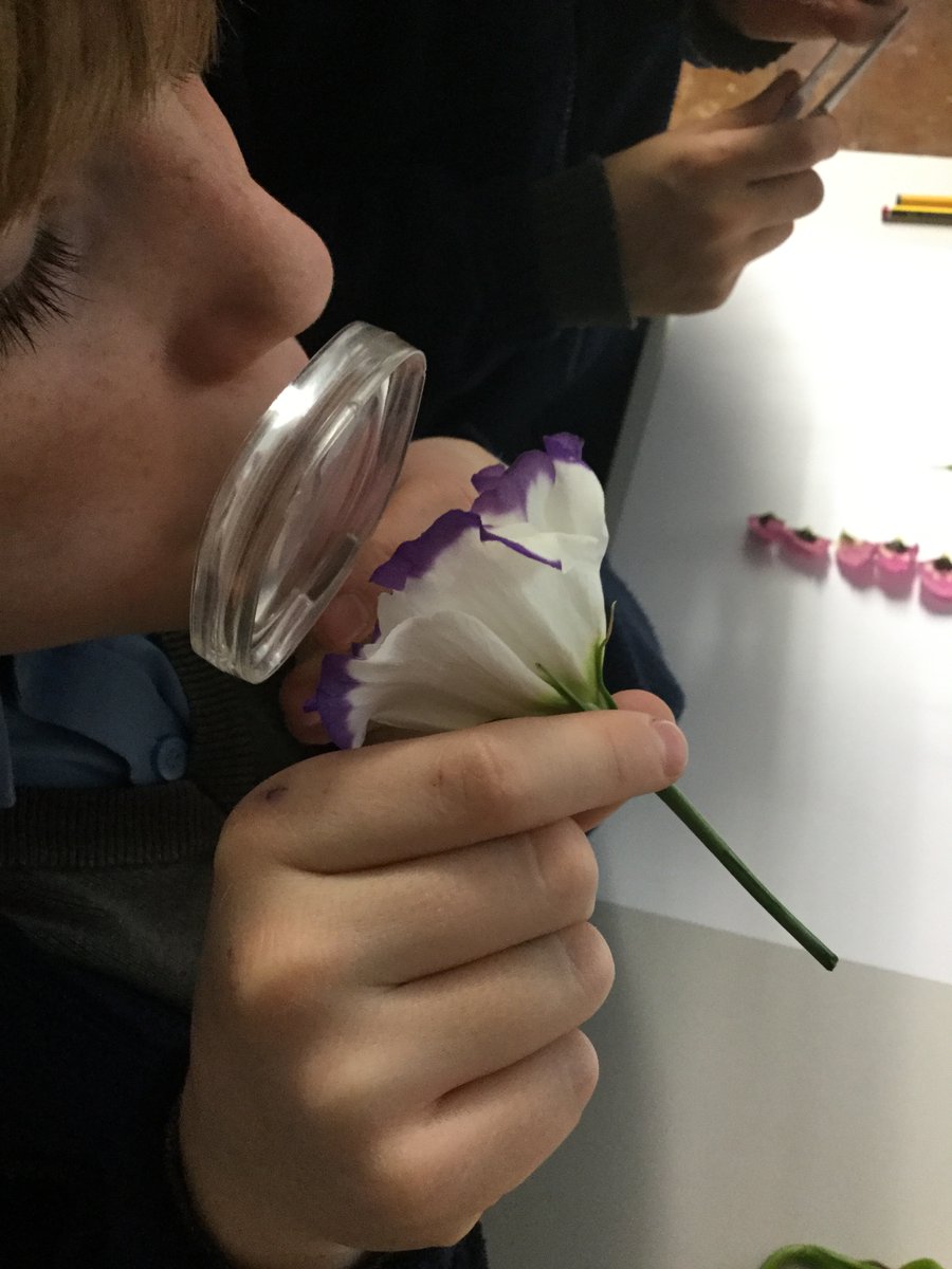GriffinHouseSch's tweet photo. Flower dissection in Form V Science #GHSFormV #GHSScience https://t.co/v749uG6U76