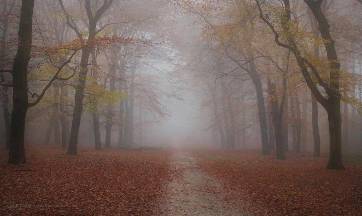🍂 Sprookjesachtig decor van mist en herfstkleuren! De afgelopen dagen konden we dit soort sfeervolle plaatjes vaak schieten! #herfst 
<a href="/kiekdor/">kiekdor</a> <a href="/EdAldus/">Ed Aldus</a> <a href="/BoswachterFrans/">Frans Kapteijns</a>