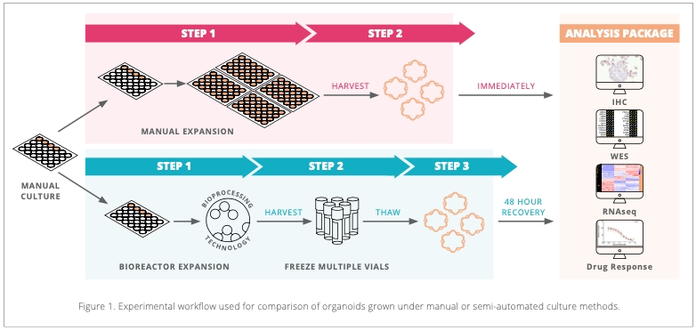 We’re excited as our bioreactor-expanded organoids demonstrate reduced variability and greater batch-to-batch reproducibility than their manually grown counterparts in drug response assays - bit.ly/2Itbxb2