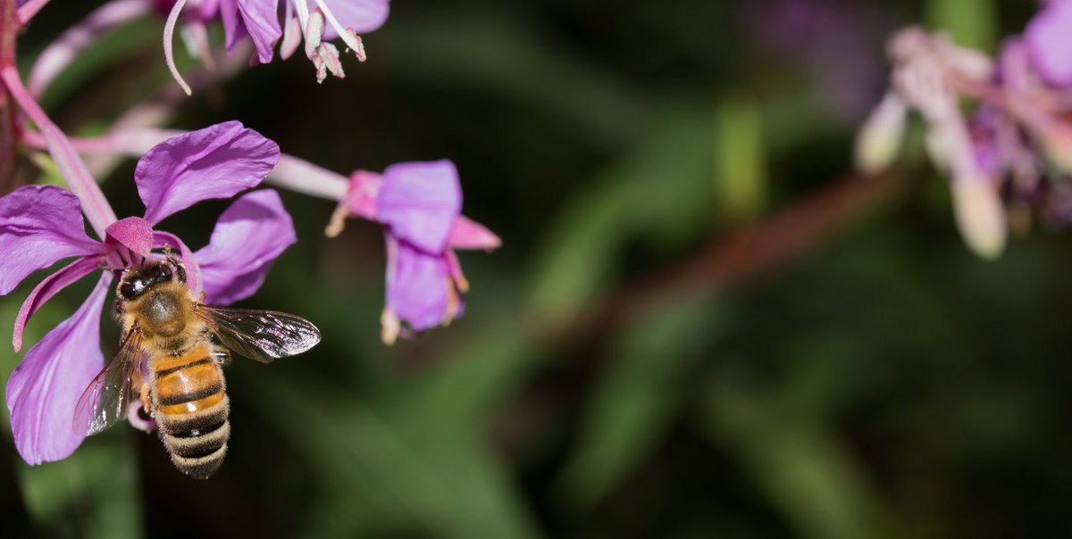 Visualtheatrics's tweet photo. #tbt summer but still, #lovely #macro shot #macrophotography #beauty #mydigitalp #macrophotographer #keepitbreif #apicoftheweek #freeyourstory #flower #flowers #macroflower #photography #photographers #pov #perspective #liac #dslr #digitalphotography #nikcollectionphotocontest https://t.co/2UKJxDyBLD