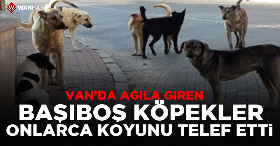 WanHaber's tweet photo. Van'da ağıla giren başıboş köpekler onlarca koyunu telef etti
https://t.co/xOmdJNEGrJ https://t.co/M25Tg6moEc