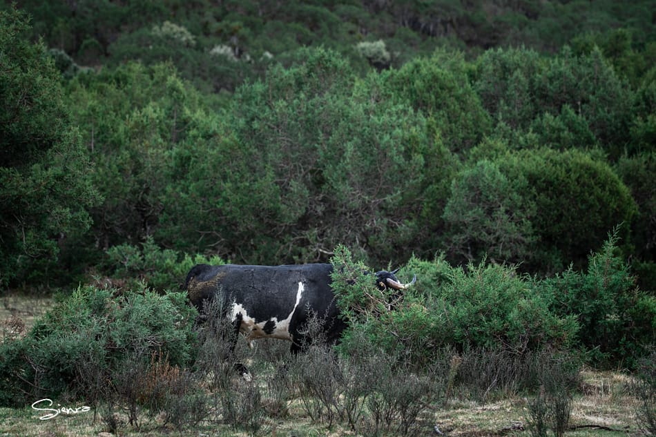 Ramón Sienra Cravioto tweet media
