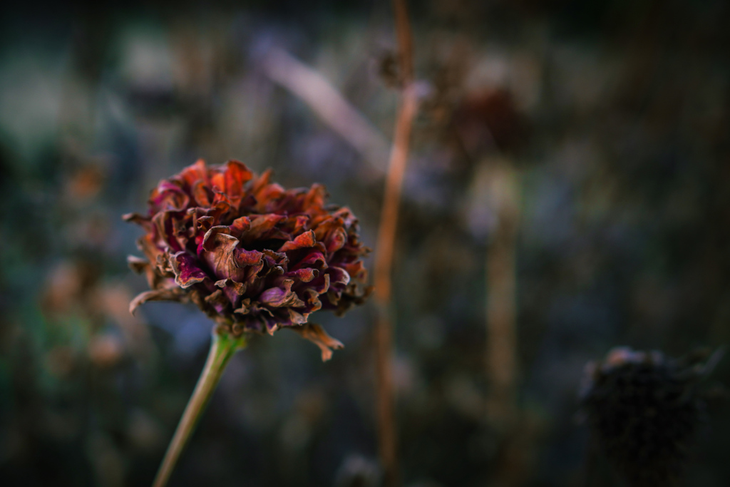 'Well when you're sitting there in your silk upholstered chair Talkin' to some rich folk that you know...' 

Sometimes it's the dead things that breath life into the living. 

#deadflowers #outsidersproductions 
 #bns_flowers #flowerphoto #tv_flowers #ptk_flowers