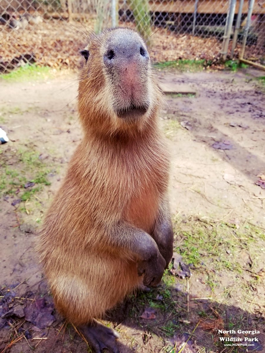 North Georgia Wildlife Park (@northgeorgiazoo) / Twitter North Georgia Wildlife Park (@northgeorgiazoo) / Twitter