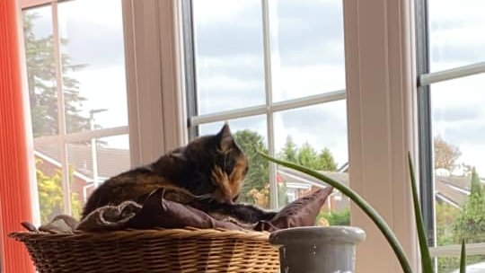 Rosymck's tweet photo. katy cat sitting on her basket in the windo https://t.co/9V70SGFKIc