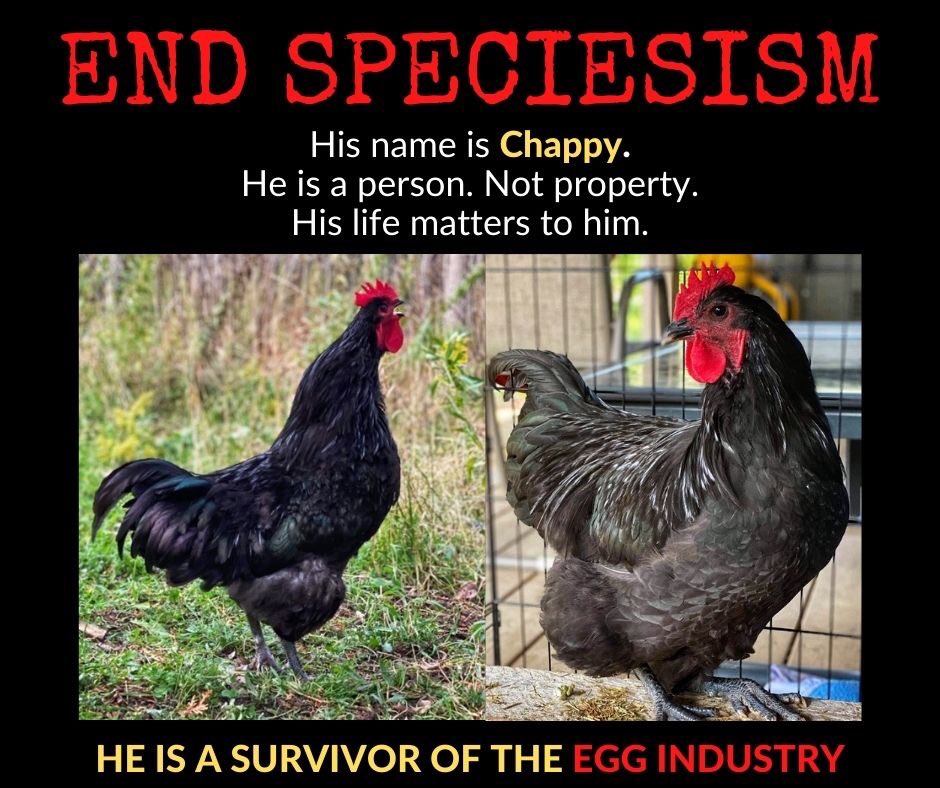 EndofSpeciesism's tweet photo. Day 51: SURVIVOR STORIES
Meet CHAPPY!
https://t.co/ytXCfVohlJ
#endspeciesism
#personsnotproperty
#survivorsofspeciesism #vegan
#animalrights #freedom #justice #chickens #roosters #backyardchickens #backyardeggs #eggs #farm #eggtruth #getcracking #eggfarmersofontario https://t.co/iLbkn4NaKL