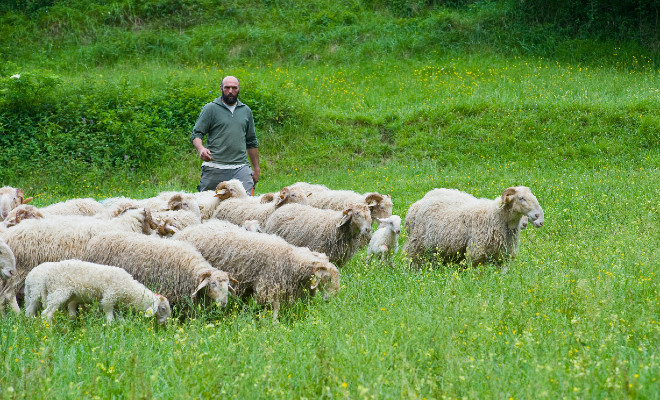 [Saveur] #Agneaux de lait des #Pyrénées : les #éleveurs reprennent le #drive !
<a href="/agneaupyrenees/">Agneau lait Pyrénées</a> 
aqui.fr/saveurs/agneau…