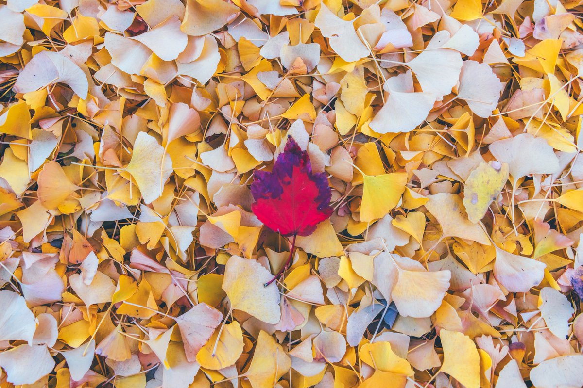 DaveDiCello's tweet photo. Spent the morning capturing some fall colors around #Pittsburgh, and I have tons to share. Inclines, trains, reflections...lots of good stuff.  But we'll start with something simple: a red leaf laying on a bed of fallen gingkoes. Doesn't get much better when it comes to contrast. https://t.co/tSX9BAagRF