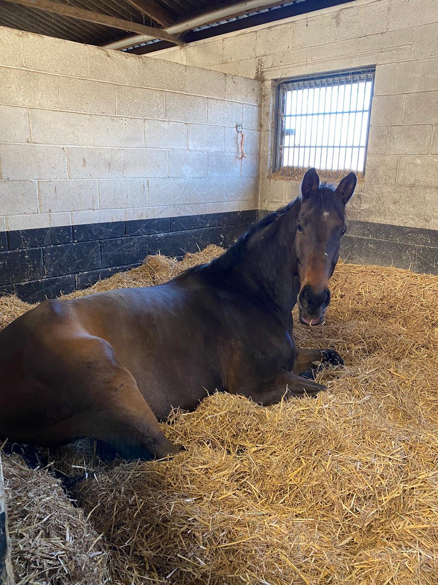ASPoliceHorses's tweet photo. Larry caught having an afternoon snooze. Just look at that droopy bottom lip!! #relaxationatitsbest https://t.co/9YV9GF1O1C