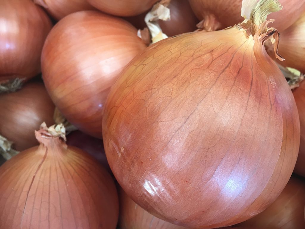 While demand and the market are steady, the freight "struggle bus" is real. Check out what our contributors are saying about sky-high shipping rates this week.  onionbusiness.com/market-and-cro… #market #crop #onionbiz #OnionPrice