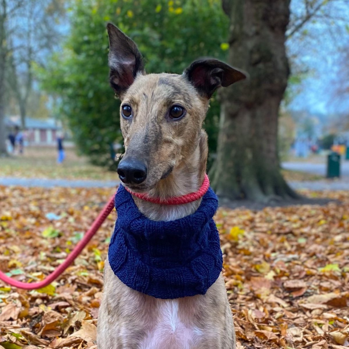CSPhotograph91's tweet image. Hi all! Apologies for the lack of content recently. To make up for it, here’s a photo of my gorgeous greyhound, taken at the local park. Isn’t he beautiful?! For more of his content you can follow him on Instagram @danthegreyhound! 🐶📷
.
.
.
#photography #autumn🍂#dogphotography