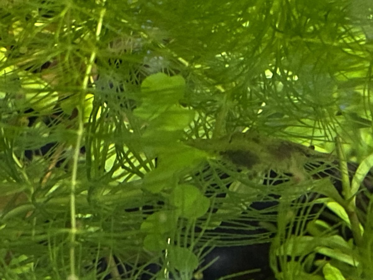 ミナミヌマエビ抱卵 ミナミヌマエビ抱卵