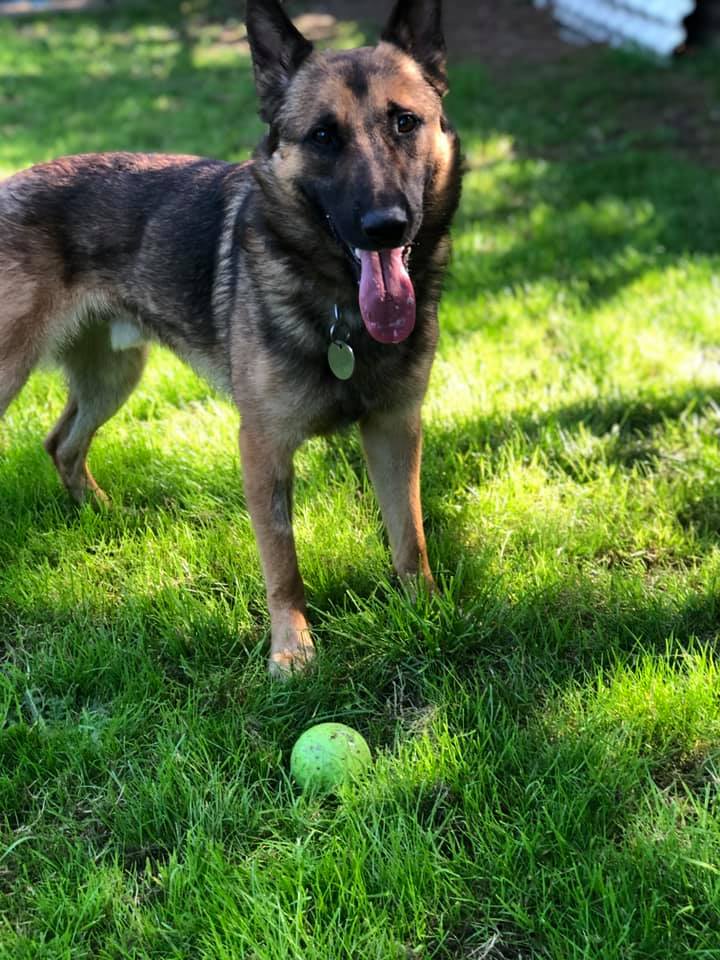 gsrescueelite's tweet photo. Carter is just a year old and this lad has so much potential sadly he needs an exp child and pet free home to go back to basics and release that potential please 
#dogs #GermanShepherd #Essex 
https://t.co/f9p6ULLy6V https://t.co/DArIHutszs