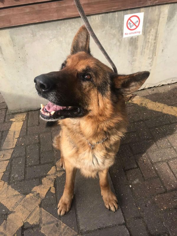 gsrescueelite's tweet photo. 6yr old Max came to us vial the pound in a bit of a mess, with some TLC he has flourished but he does sadly have Hip Dysplasia, he can live with older kids but no other pets please 
#dogs #GermanShepherd #Cornwall 
https://t.co/1Gz9uE7jat https://t.co/rGIo5Sk07q