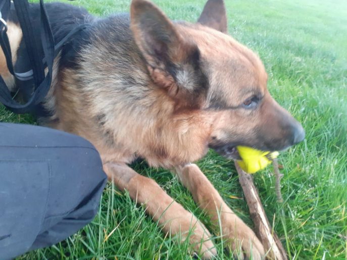 gsrescueelite's tweet photo. 6yr old Max came to us vial the pound in a bit of a mess, with some TLC he has flourished but he does sadly have Hip Dysplasia, he can live with older kids but no other pets please 
#dogs #GermanShepherd #Cornwall 
https://t.co/1Gz9uE7jat https://t.co/rGIo5Sk07q
