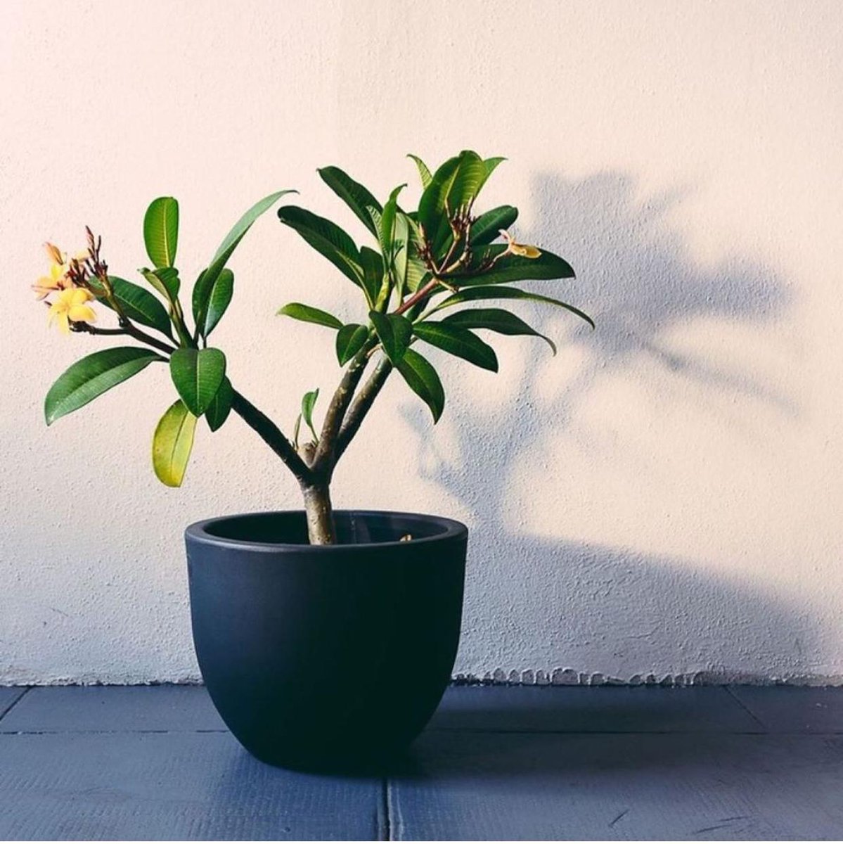 vecamericausa's tweet photo. #planter #fashion #beautiful #orquideas #miamiflowers #luxury #miamiorchids  #patio #backyard #decoracion #patiodecor #garden #nursery #macetas #flowerpot #orchids #Flowers #arrangement #pottery #arreglofloral https://t.co/7GSQScWAiu