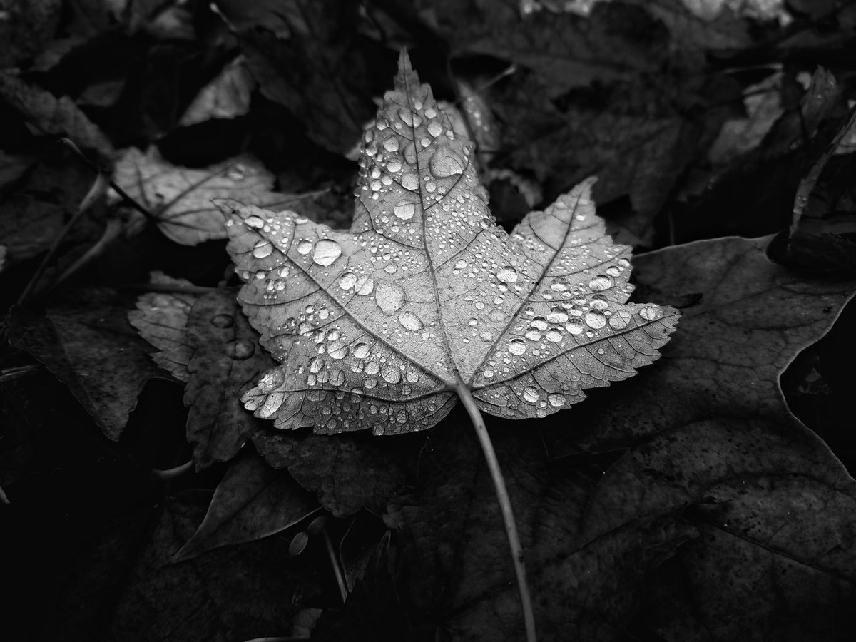 chrome.gram tweet media