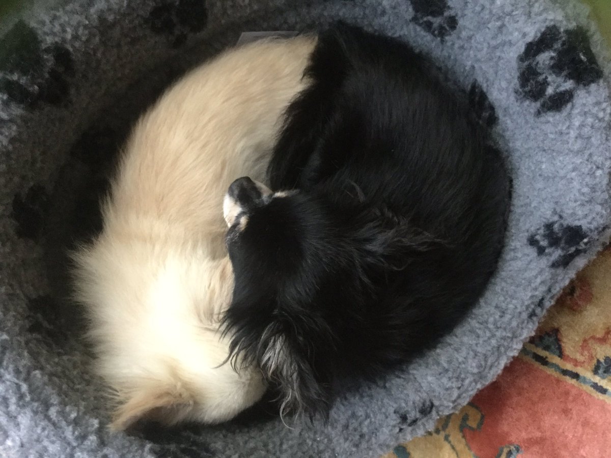 #yinandyang Everyone needs a bit of yin and yang in their lives meet out little pieces of serenity!