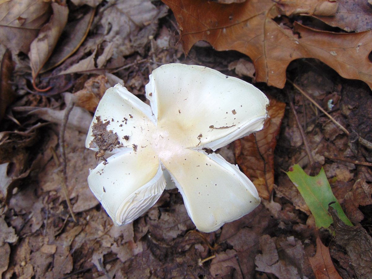The 27th rule of the Mushroom Cult is to go in the woods and take pictures of mushrooms.