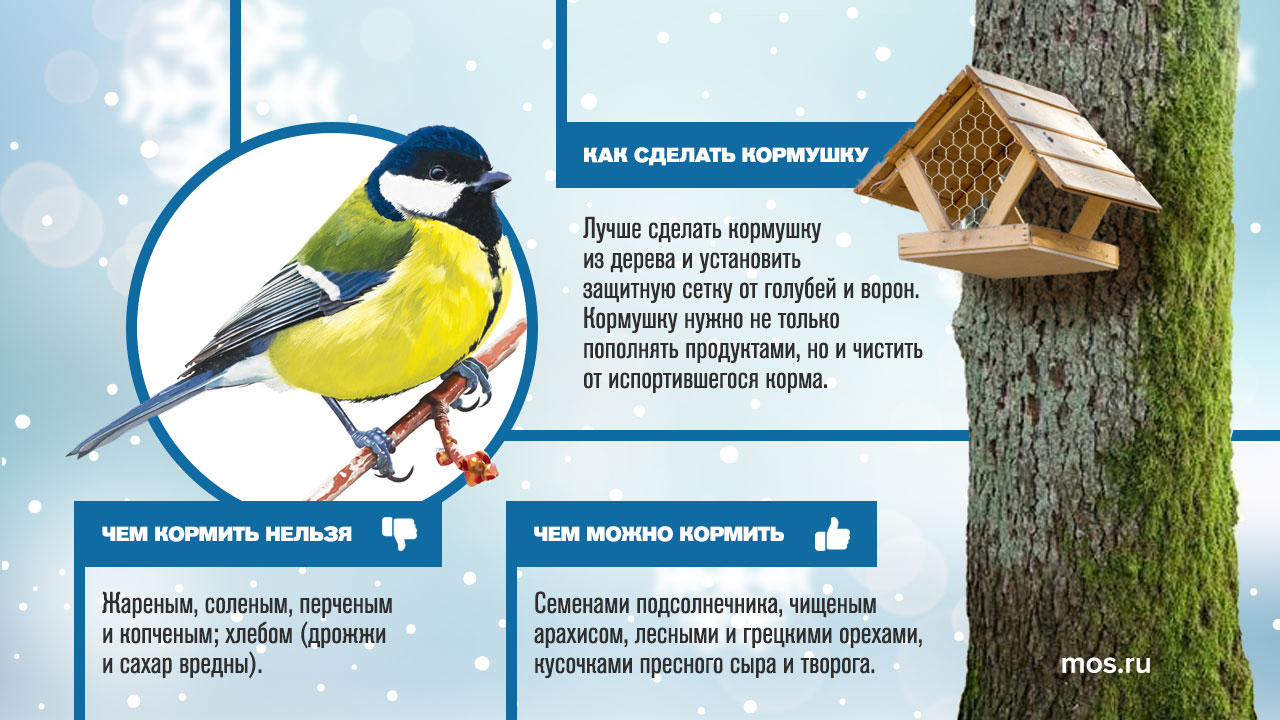 Москва on X: 🐤 Чем подкармливать птиц зимой? 🐤 Как правильно делать  кормушки? Ответы на эти и другие вопросы узнаем благодаря акции  @mospriroda_tut «Птица синица», которая стартует сегодня, в Синичкин день.  https://t.co/VKoeQINnHB #