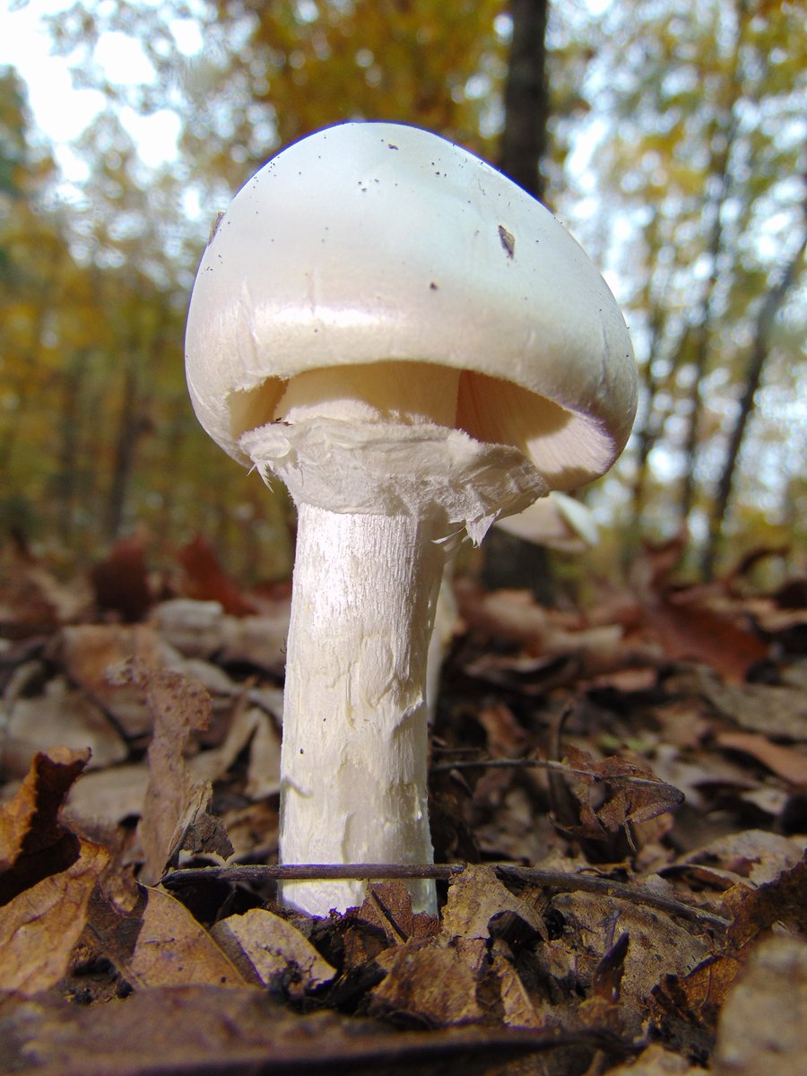 The 27th rule of the Mushroom Cult is to go in the woods and take pictures of mushrooms.