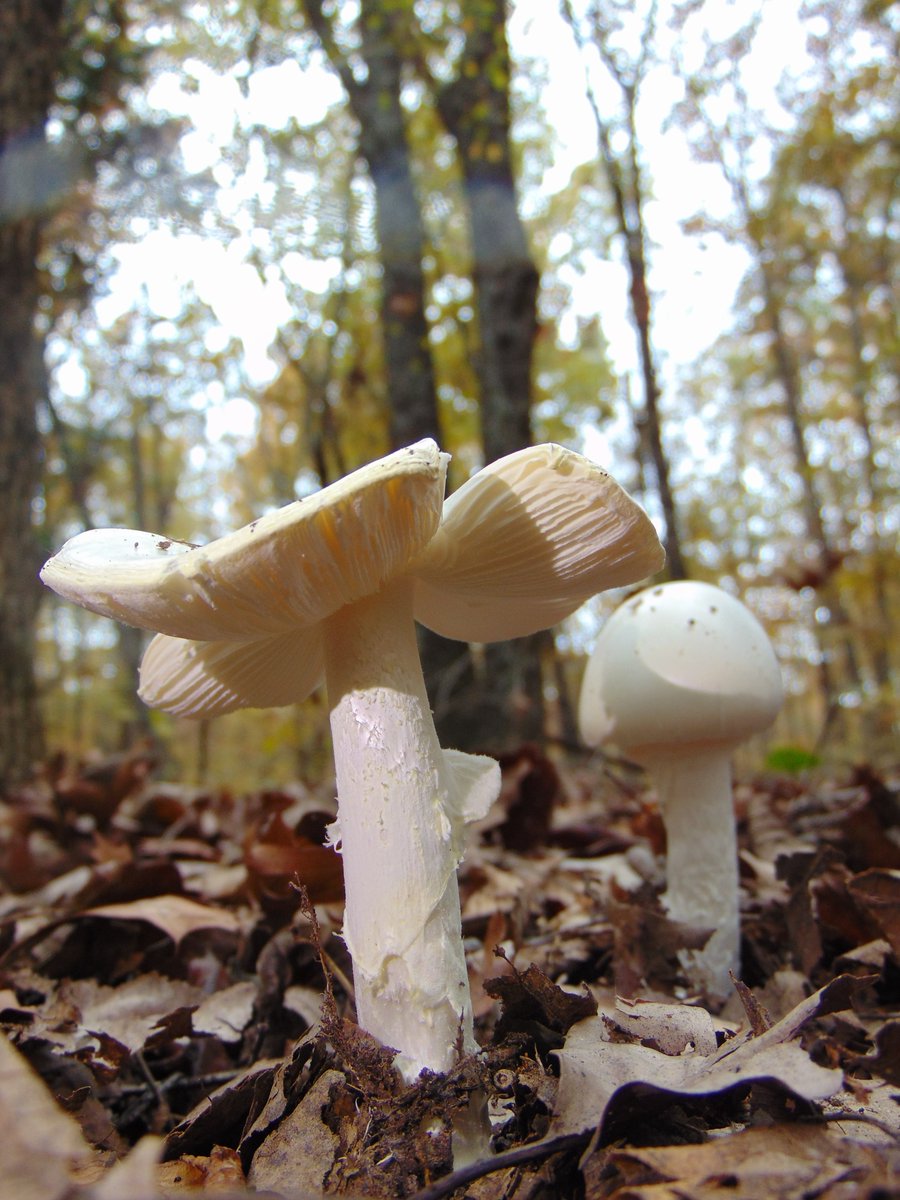 The 27th rule of the Mushroom Cult is to go in the woods and take pictures of mushrooms.