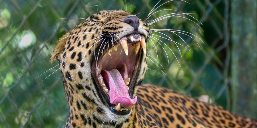 Even as tourist spots around the historical Anegondi village in Gangavati taluk of Koppal district are opening up gradually after months of lockdown, leopard sightings in the region have forced officials to shut these tourist spots from November 10 to November 24.