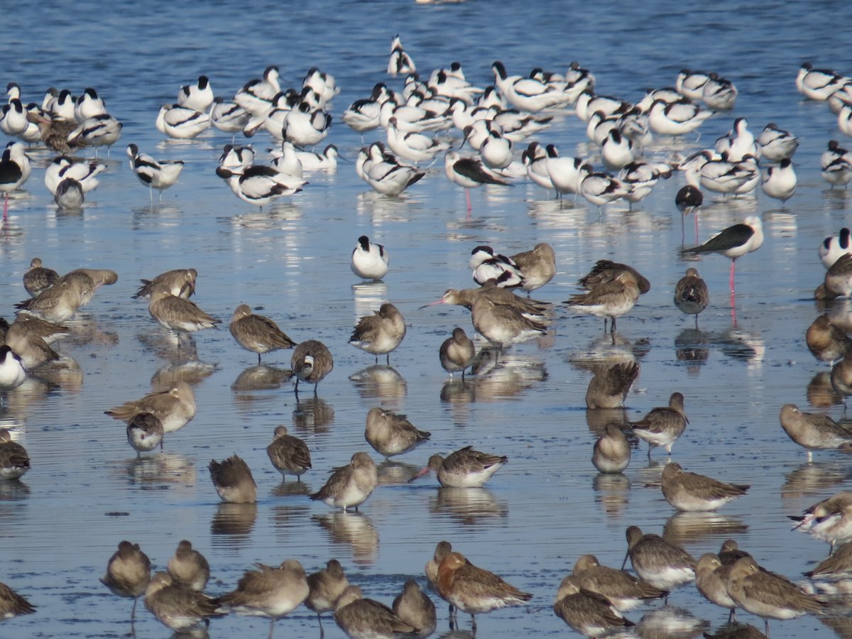tidal_wings's tweet photo. JOB opportunity: we are recruiting a post doc researcher to work on threats and population trends of shorebirds along the East Atlantic Flyway (EAF). Great challenge! Application deadline 30 November, here: https://t.co/oHUQXnCnHG
#ornithology #migration @FC_UL @CESAM_Univ https://t.co/5DMbIZipbz