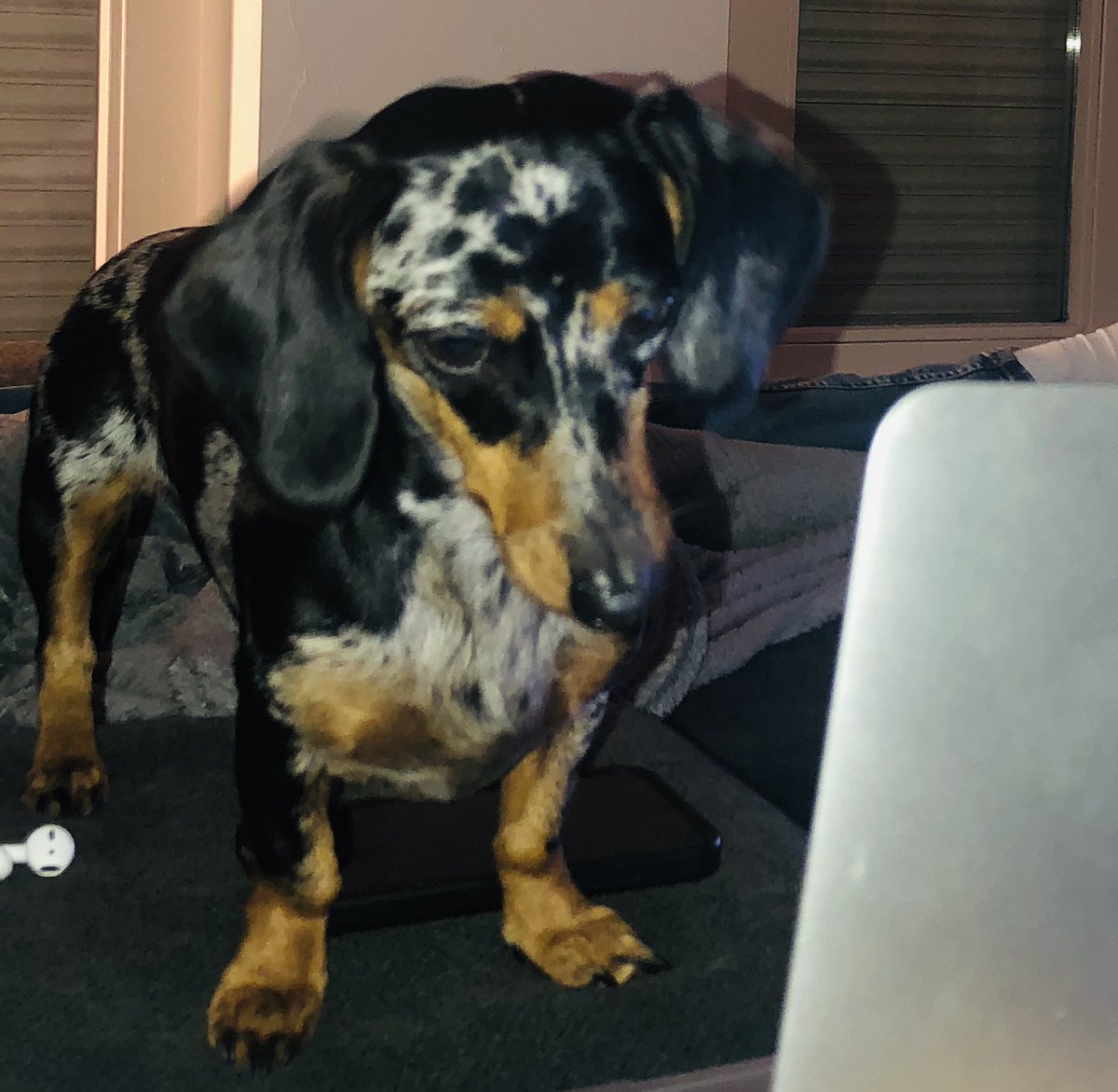 mige12_3's tweet photo. Vogeltjes kijken op de laptop 🤣 #teckellife https://t.co/tz57JIsuU2