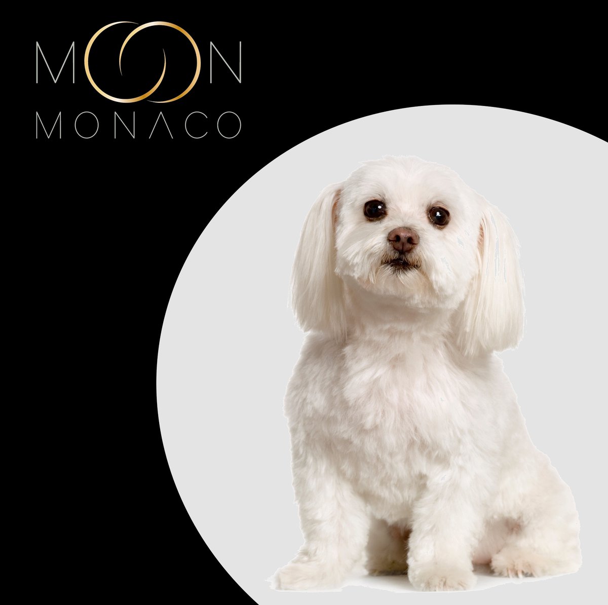 moon_monaco's tweet photo. #FeelGoodInstant #StaySafe

#dogsoftwitter #DogLovers #dogoftheday #doglife #FashionForPets #MoonMonaco #FineJewelleryForPets #Gold #18CaratGold #NewCollection #Celestial #Monaco #Design #puppy #dog #maltese #bichon #bichonmaltais https://t.co/kjDz6ggk9J