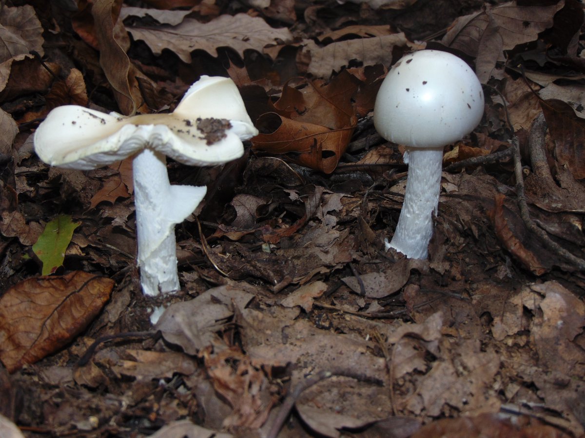 The 27th rule of the Mushroom Cult is to go in the woods and take pictures of mushrooms.