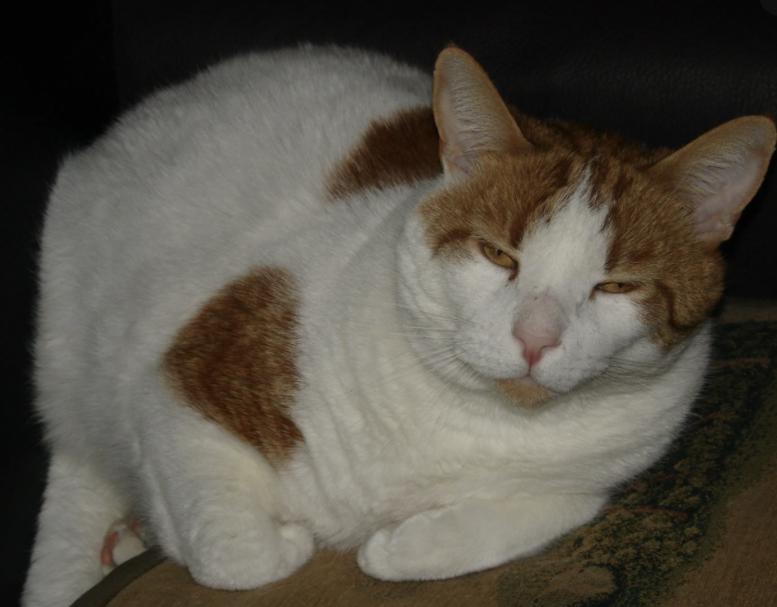 i guess ill just summarise the vibe of every day in SHN with a cat photo - heres day 7