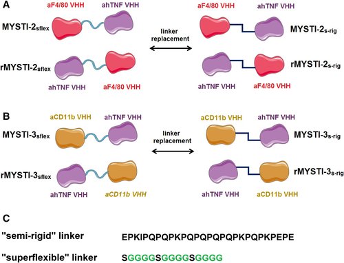FEBS_Letters's tweet photo. The structure of #myeloid cell-specific #TNFinhibitors affects their biological properties →https://t.co/BO2ABjL5W9 #structurebased #drugdesign #antibodies #tumornecrosisfactor #antibodies #antiTNF #structureactivity #nanobodies https://t.co/dhQW4fPQRe