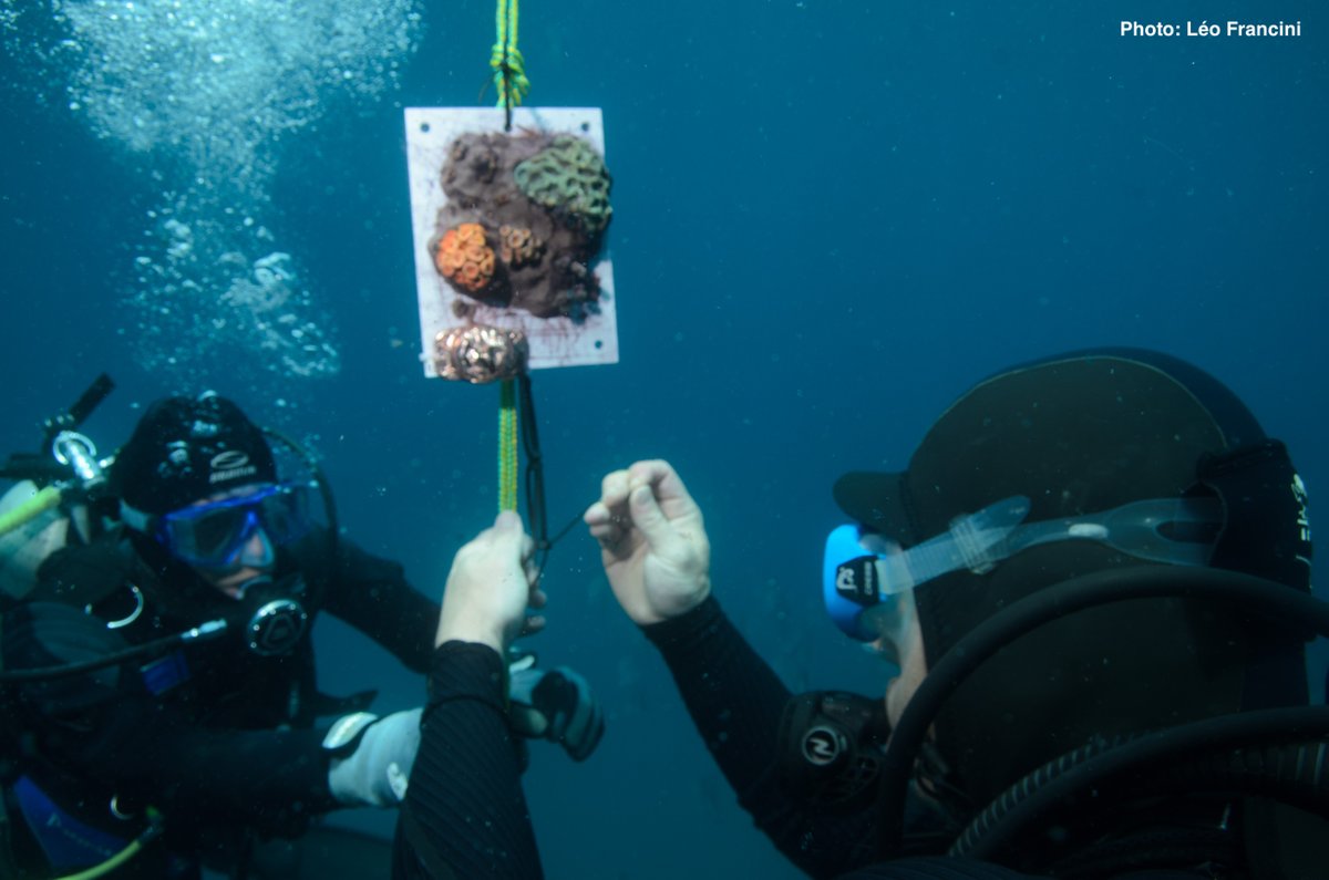 BOPP_GeoChem's tweet photo. Excited about our new #coral transplant studies led by M. Kitahara’s team in São Paulo @unifesp. #boronisotopes and #traceelements will reveal biocalcification mechanisms and #paleoceanography proxy potential https://t.co/CxnGOHv05h