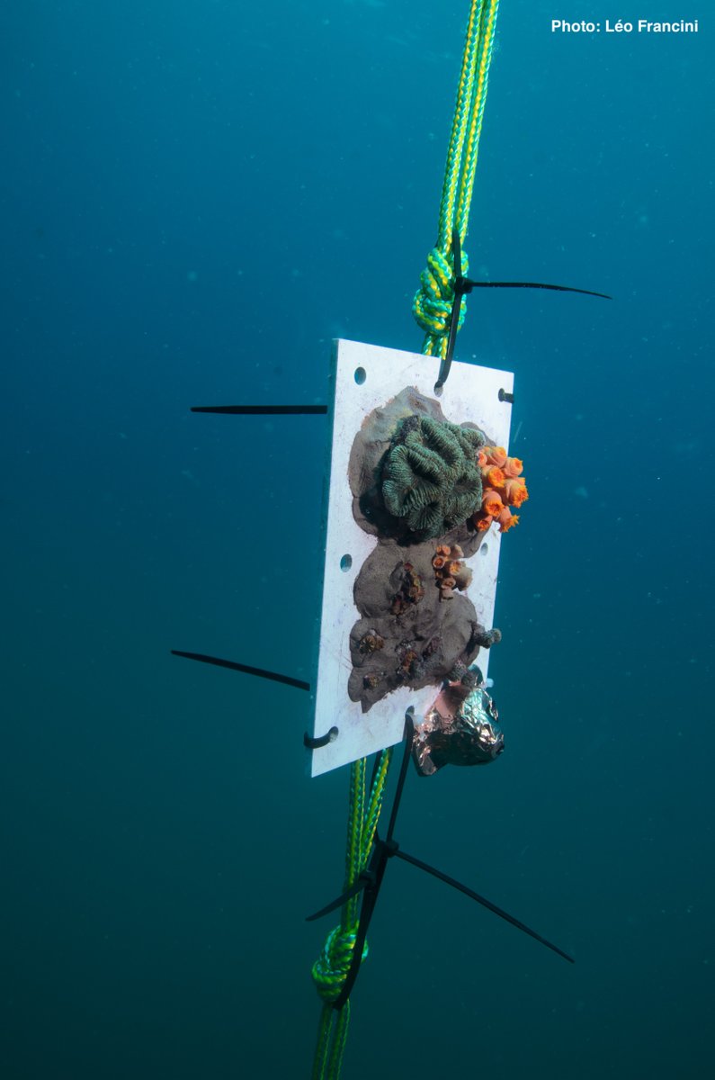 BOPP_GeoChem's tweet photo. Excited about our new #coral transplant studies led by M. Kitahara’s team in São Paulo @unifesp. #boronisotopes and #traceelements will reveal biocalcification mechanisms and #paleoceanography proxy potential https://t.co/CxnGOHv05h