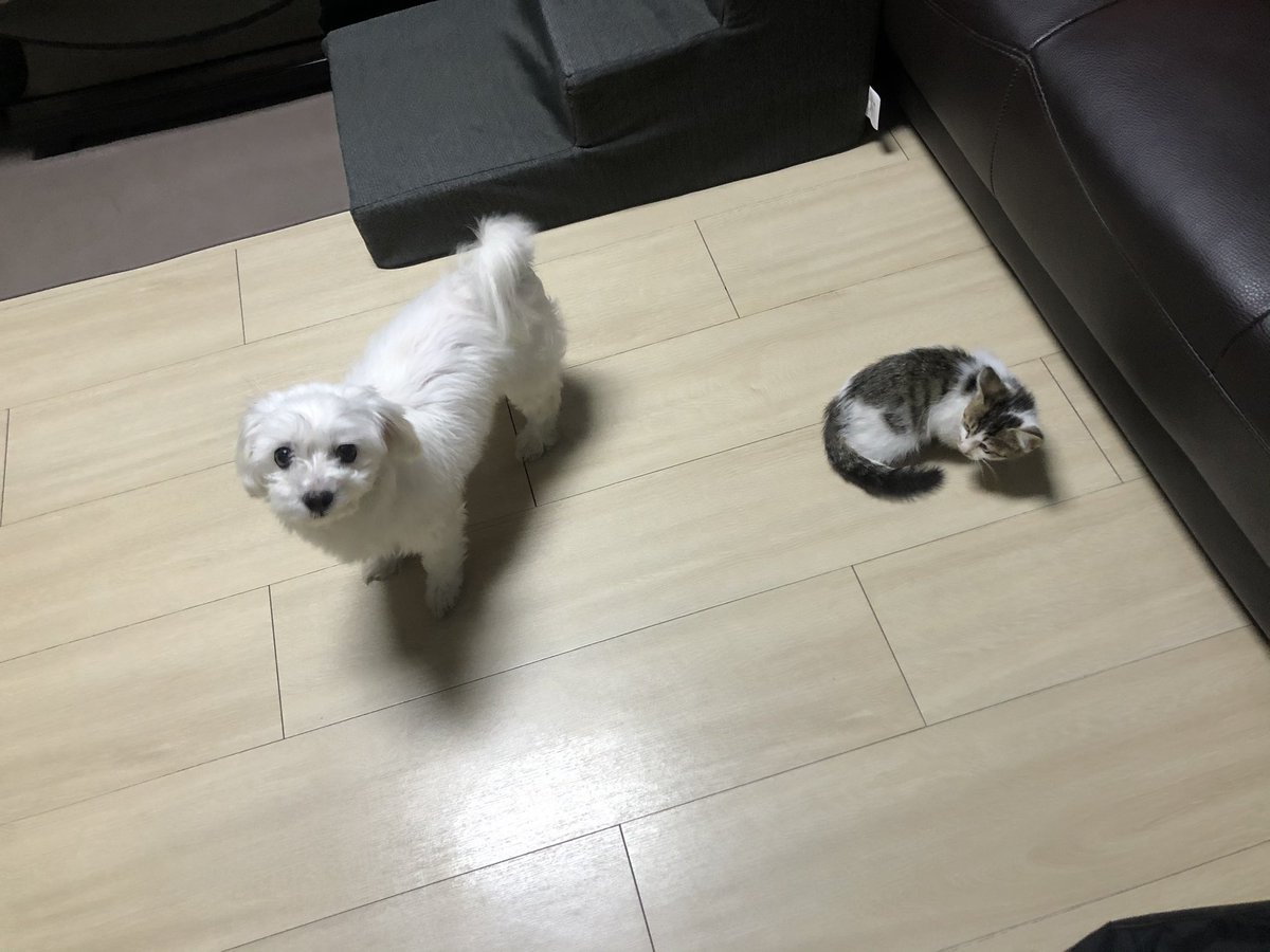 whitesugar_cat's tweet photo. 설탕이는 겨울이라는 이름으로 강아지인 흰둥이언니와 잘 살게 되었어요! 모두들 응원해주셔서 정말 감사합니다^^
알티추첨 이벤트 결과입니다~ 따로 디엠 드리도록 하겠습니다! https://t.co/IM4eDBqVmh