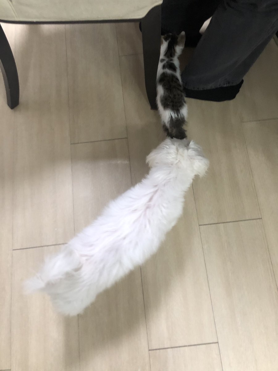whitesugar_cat's tweet photo. 설탕이는 겨울이라는 이름으로 강아지인 흰둥이언니와 잘 살게 되었어요! 모두들 응원해주셔서 정말 감사합니다^^
알티추첨 이벤트 결과입니다~ 따로 디엠 드리도록 하겠습니다! https://t.co/IM4eDBqVmh