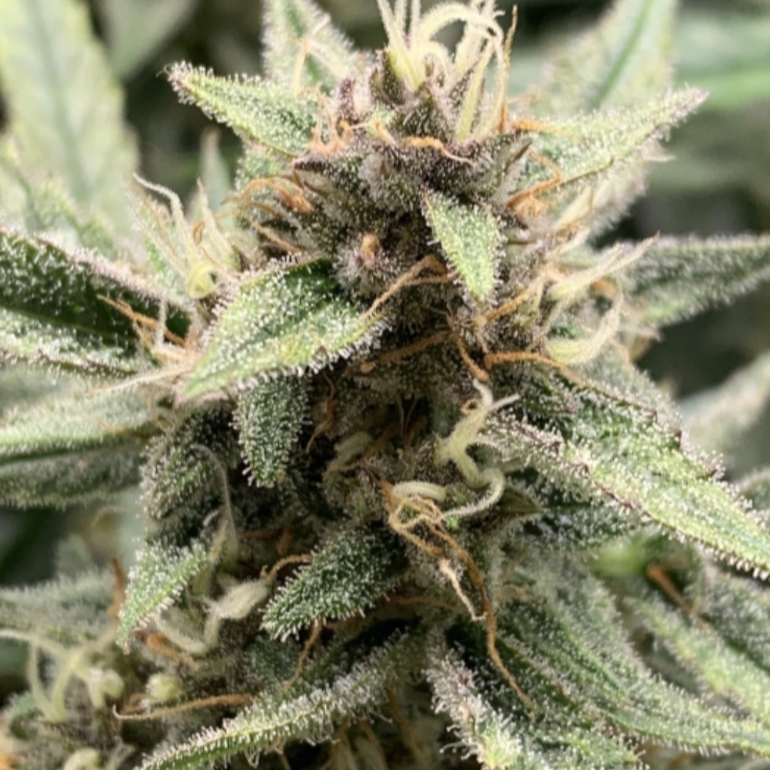 M_Seeds_nl's tweet image. Auto Bluetooth delivers an explosion of sweet, fruity flavours and aromas. Paired with a classic indica dominant effect this strain is perfect to wind down with. 
📷 Grown by RustyNail on Grow Diaries

#msnl #autobluetooth #cannabisseeds