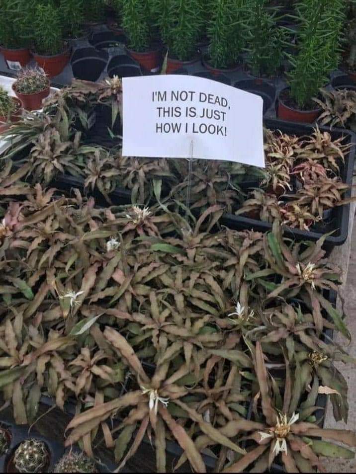 lemondaisey's tweet photo. If A was a plant https://t.co/K9tyF0GpGf